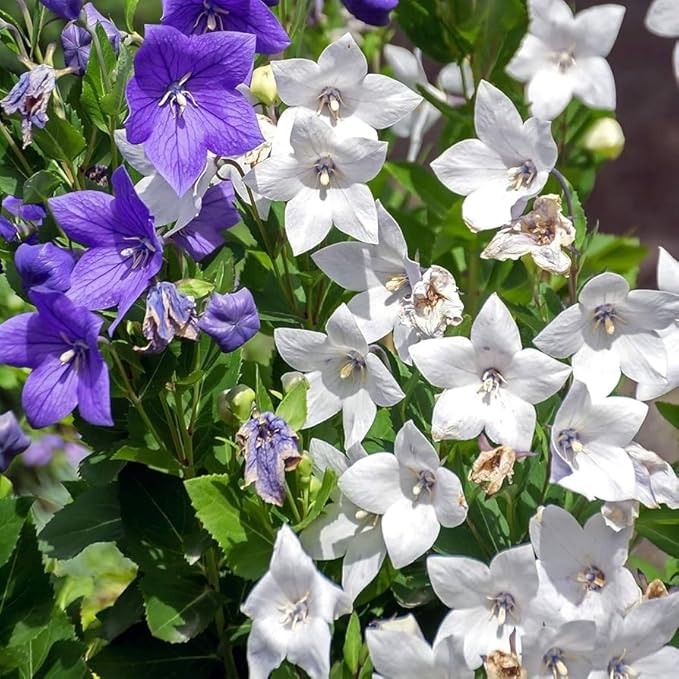 300+ Seed Platycodon Balloon Bellflower Flower Mix for Planting Outdoors Perennial Non-GMO Heirloom