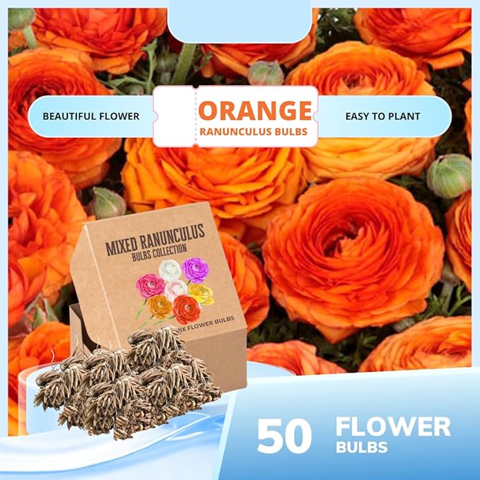 Set 50 Ranunculus Bulbs for Planting, Orange Ranunculus Corms Bulk, Butterfly Ranunculus Flowers Bulbs Spring Fall, Peony Buttercup Ranunculus