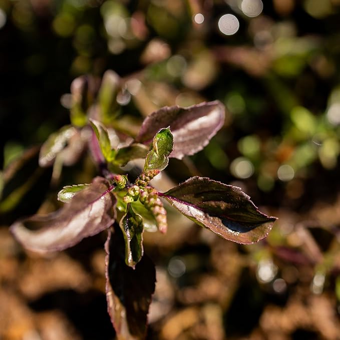 Banyan Botanicals Organic Krishna Tulsi Seeds – Ocimum Sanctum – Holy Basil Tulsi Seeds to Grow Ornamentally & for Herbal Use – 50 Count – Open Pollinated Non-GMO Easy to Grow