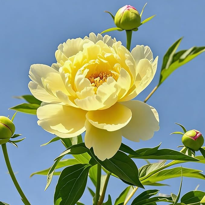 Mix Peony Seeds for Planting, 100+pcs Rare Perennial Peony Flower Seeds Plants, Non-GMO Heirloom Attracts Pollinators Blooms Flowers Plants for Home Garden Outdoors