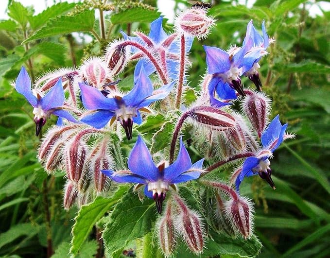 Seeds Borage Annual Herbs Non GMO Heirloom