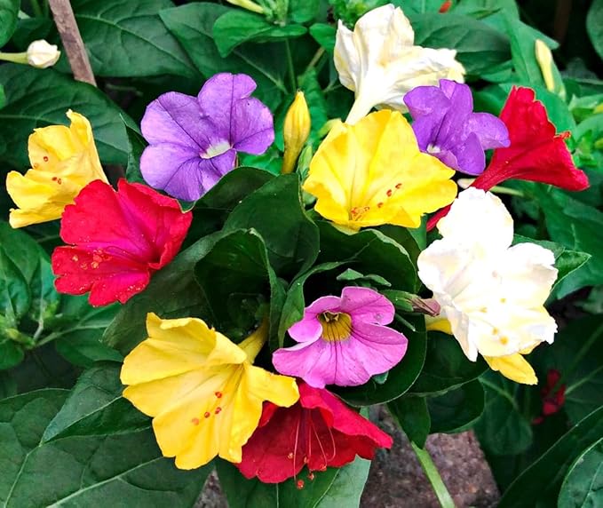 Seeds Four O'clock Mix Mirabilis - Annual Flowers for Planting