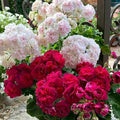 10 Violet Geraniums Seeds for Planting, Rare Violet Double Geraniums Seeds, Perennial Flower Plant for Garden Home Attract Pollinators