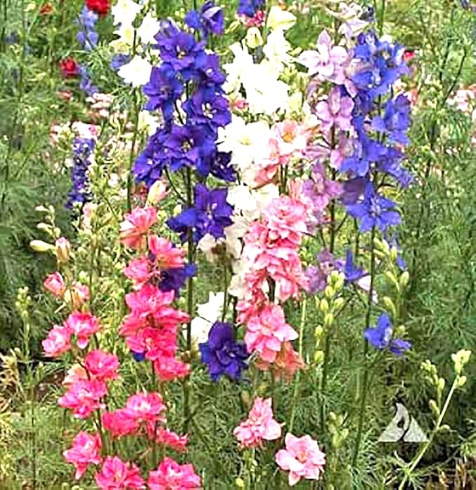 Larkspur Imperial Mix Seeds - Wild Delphinium Mixed Colors - 4' Tall and Used Widely by Floral Designers