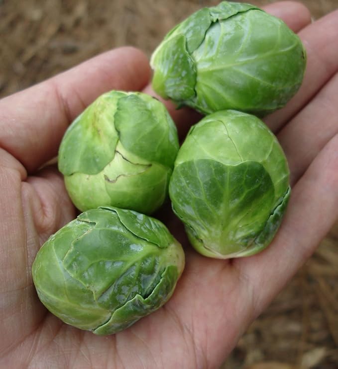 Seeds Vegetable Brussels Sprout Cabbage Long Island Green (Possible to Grow Indoor) - 300 Seeds