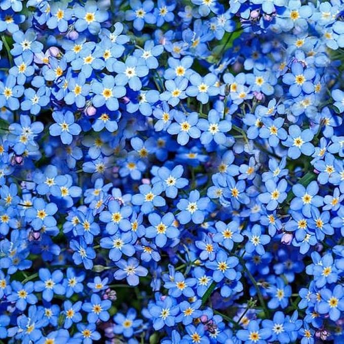 Forget-Me-Not Seeds - 100 Pcs Blue Perennial Flower Seed, Low Growing, Self-Sowing, Ideal for Garden Borders, Containers, and Ground Cover