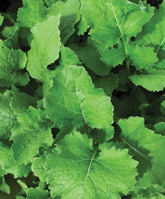 Seven Top Turnip Seeds, 100 Count COOL BEANS N SPROUTS Brand. Heirloom. Non-GMO. Home Gardening.