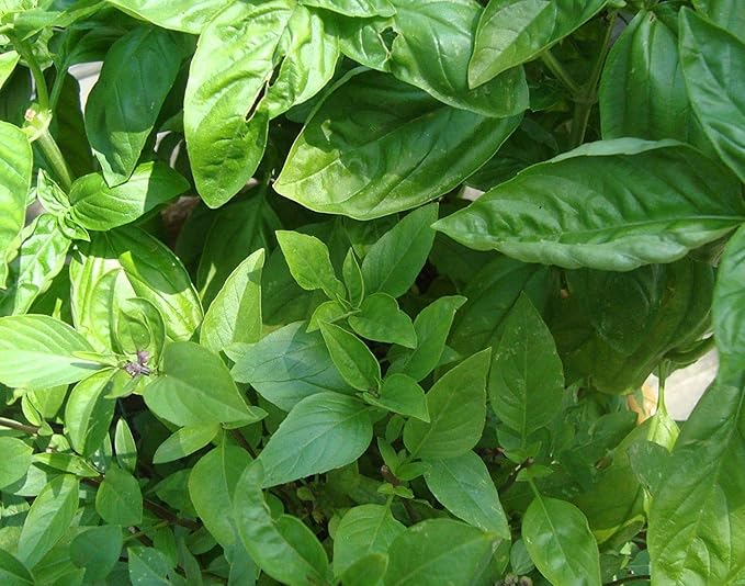 Basil Seed- Sweet 100 Count Beans n Sprouts Brand. Home Gardening.…