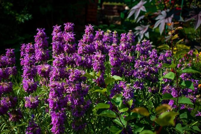 NIKA SEEDS - Seeds Herb Lemon Bee Balm (Lemon Mint) Medicinal - 300 Seeds