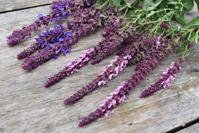 NIKA SEEDS - Seeds Herb Sage (Salvia Officinalis) Medicinal - 25 Seeds