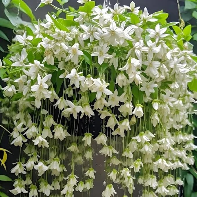Climbing Weeping Jasmine Flower Seeds for Planting, 100+pcs Fragrant Perennial Climbing Jasmine Flower Seeds Plants, Non-GMO Heirloom Beauty Climber Flowers in Home Garden Outdoors