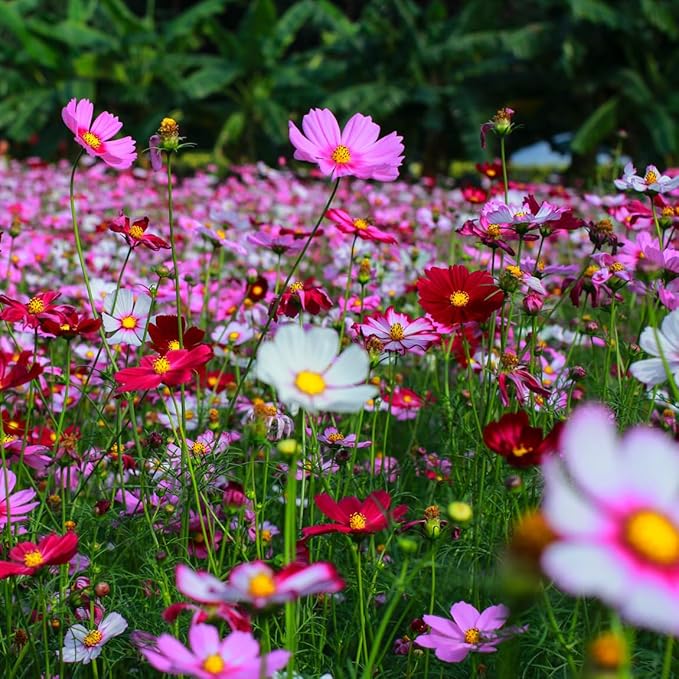 Cosmos Seeds, 3000 Cosmos Flower Seeds, Cosmo Seed for Planting Outdoors (0.35 Ounce/10G)