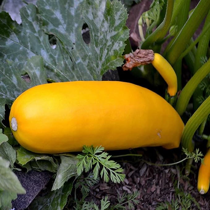 Golden Zucchini Summer Squash Garden Seeds - 4 g Packet ~36 Seeds - Non-GMO, Heirloom - Vegetable Gardening Seed