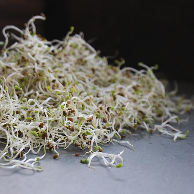 Organic Soybean Seeds – 1 Lb, Non-GMO – Perfect for Sprouting, Tofu, Food Storage, and Crop – Ideal for Vegetable Gardens – High Germination Rate, Great for Farm, Home & Gardening