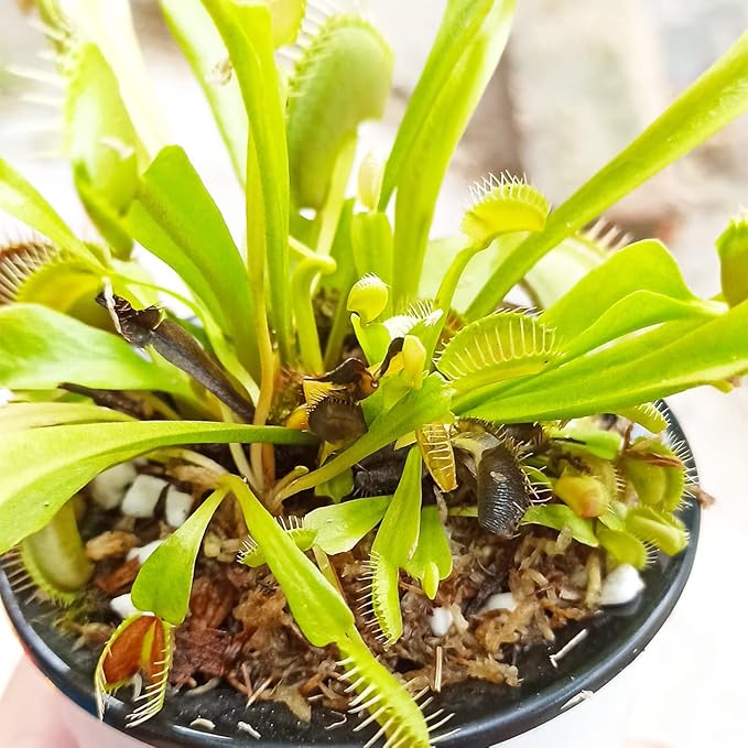 Carnivorous Plant Soil Mix 3 Qts, Include Perlite and Sphagnum Moss Debris, Great Potting Soil for Venus Fly Traps, Pitcher Plants, Sundews