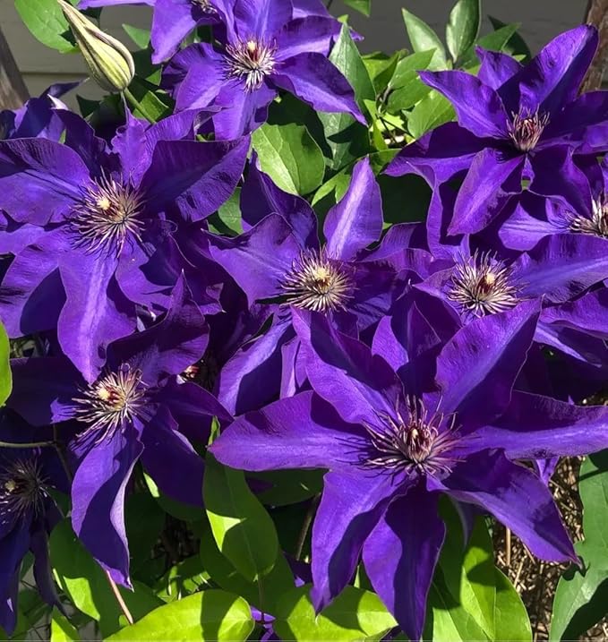 50 Dark Purple Clematis Seeds Bloom Climbing Non-GMO, Heirloom Seeds Perennial Flower Seeds Garden Flower