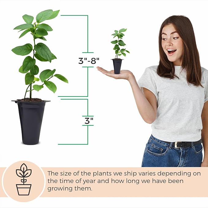 Blueberry Plant Reka Live for Sale (4 Pack) | Easy to Grow Plants | Edible Fruit Plant for Sustainable Living | Grow Your own Food on Your Edible Organic Garden| Live for Planting| No Seeds