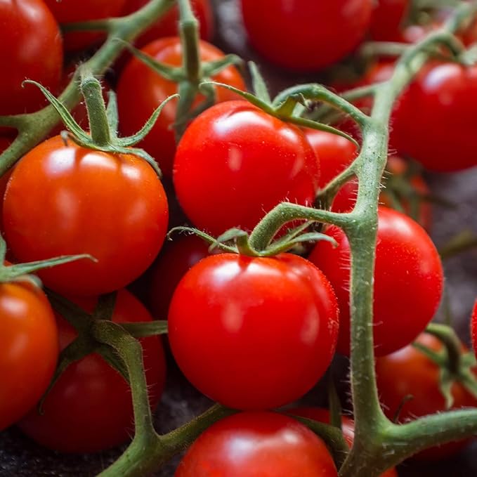 Tomato Garden Seeds - Large Red Cherry - 300 Gram Packet - Non-GMO, Heirloom, Vegetable Gardening Seed