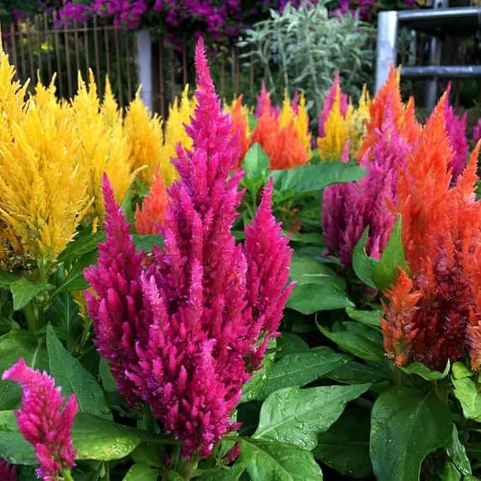 200 X Mixed Cockscomb Seeds Celosia Flower Seeds for Planting & Growing Easy to Grow Home Gardens Wildflower Seeds