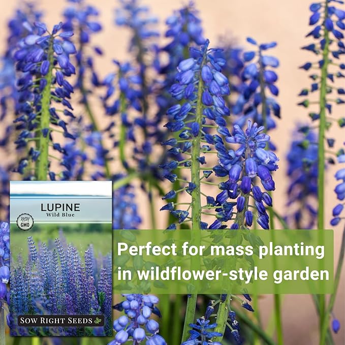 Sow Right Seeds - Wild Blue Lupine Seeds for Planting - Non-GMO Heirloom Perennial - Easy to Grow - Beautiful Purple Flowers for Gardens and Landscapes - Ideal for Bee and Butterfly Attraction (1)