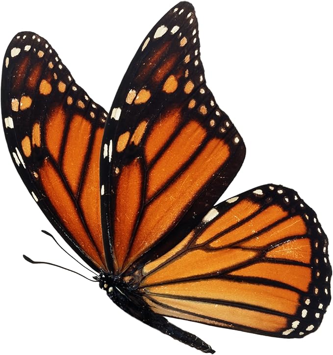 Milkweed Seeds Variety Pack – Butterfly, Common, Showy & Swamp Milkweed – 100% Non-GMO Wildflower Seeds for Monarch Butterflies – Perennial Pollinator Garden Favorites – USA Grown