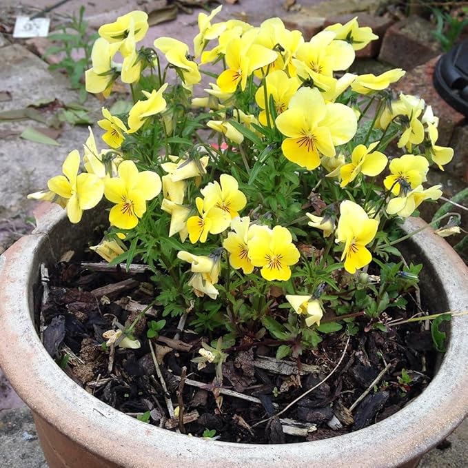 100 X Yellow Evening Primrose Seeds for Planting Outdoor Grow Flowers in Pots Basket Gardens Multicolor Flowers Seeds