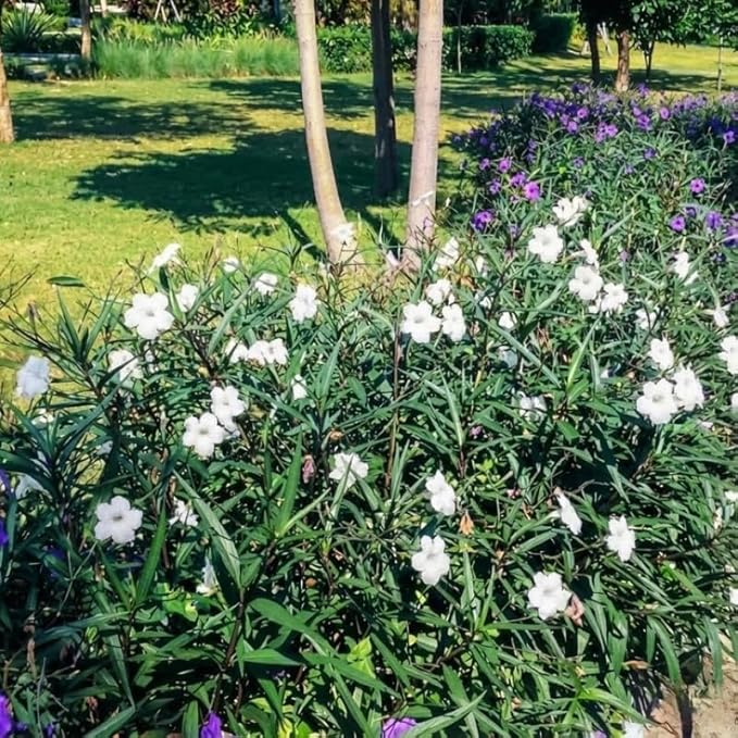 Set 6 Dwarf White Mexican Petunia Plants Live, Perennial Outdoor Growing, Startrer Size 4-6" in Tall, Long Blooming Season, Landscapes, Borders, Ground Cover