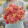Eden Brothers Zinnia Seeds - Lilliput Salmon, Non-GMO Seeds for Planting, 1/4 lb | Low-Maintenance Flower Seeds, Plant During Spring, Zones 3, 4, 5, 6, 7, 8, 9, 10