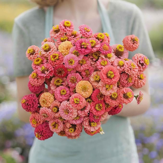 Eden Brothers Zinnia Seeds - Lilliput Salmon, Non-GMO Seeds for Planting, 1/4 lb | Low-Maintenance Flower Seeds, Plant During Spring, Zones 3, 4, 5, 6, 7, 8, 9, 10
