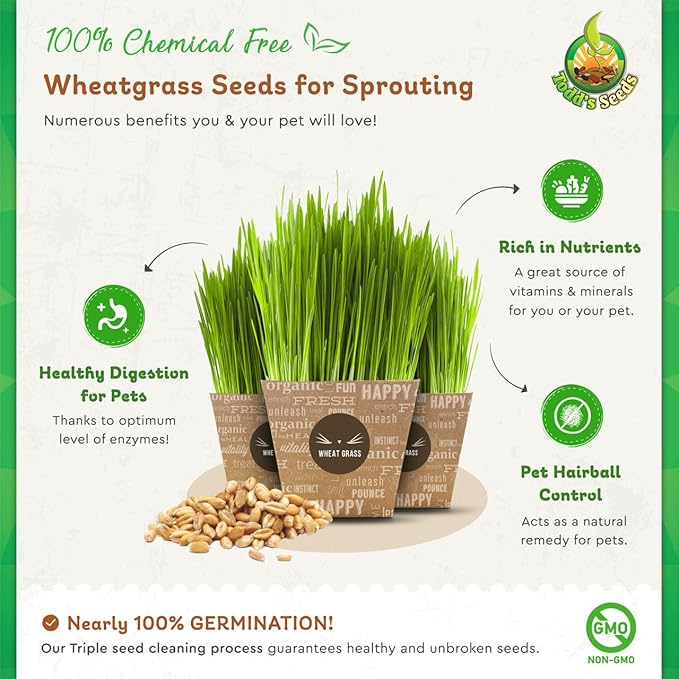 Todd's Seeds - Bundled Wheatgrass Seeds, 1Lb & Chemical Free Alfalfa Sprouting Seeds, 1Lb, Total of 2 Lbs
