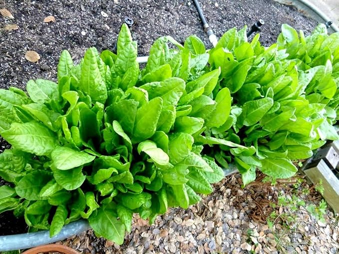 Garden Sorrel 2000+ Seeds for Planting Non-GMO