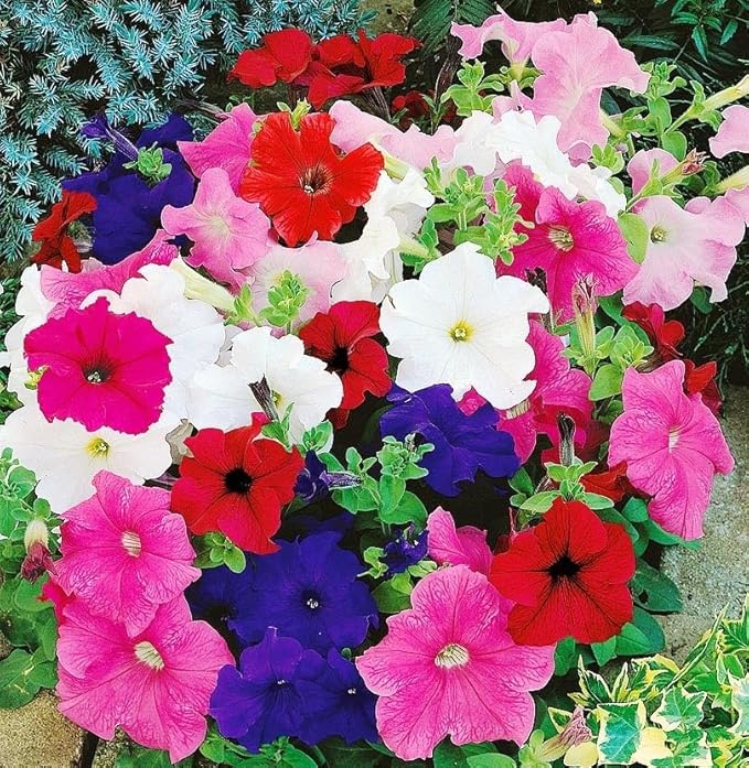 Petunia Unicum F1 Mix Seeds – Annual Hybrid Flower | Compact Grandiflora with Large, Vibrant Blooms for Beds & Containers