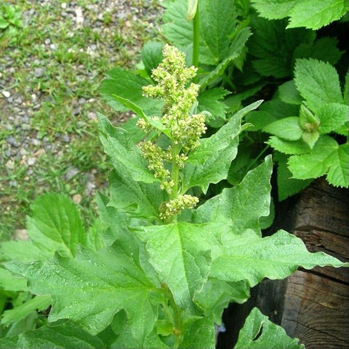 Palm Beach Medicinal Herbs - Good King Henry (Chenopodium Bonus-henricus) - Packet of 30 Seeds
