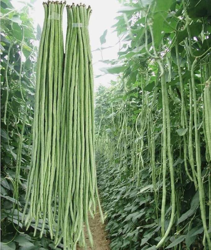 30PCS Yard Long Bean Seeds Heat Tolerant Non-GMO Heirloom Seeds
