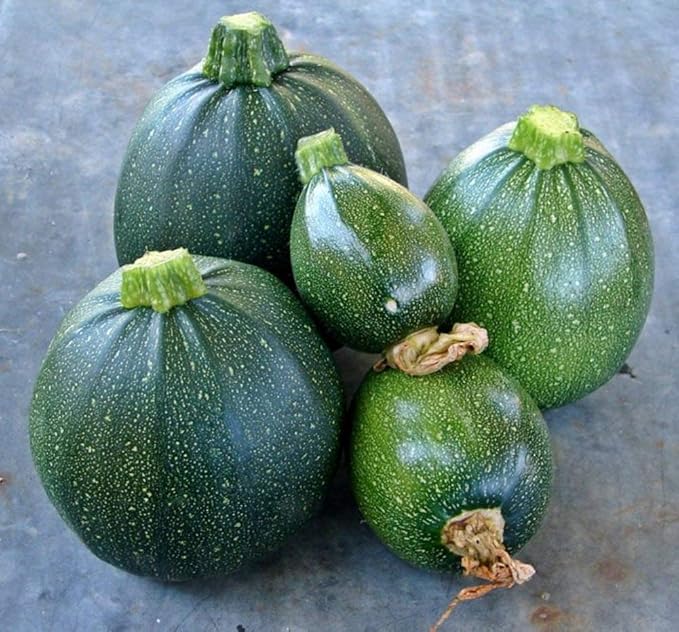 Seeds Zucchini Dark Black Squash Boatswain Heirloom Vegetable for Planting Non GMO