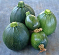 Seeds Zucchini Dark Black Squash Boatswain Heirloom Vegetable for Planting Non GMO