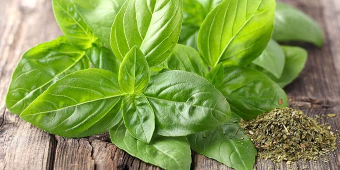 RAISE ME UP: Seeds Sweet Basil Indoor Green Herbs Non GMO Heirloom