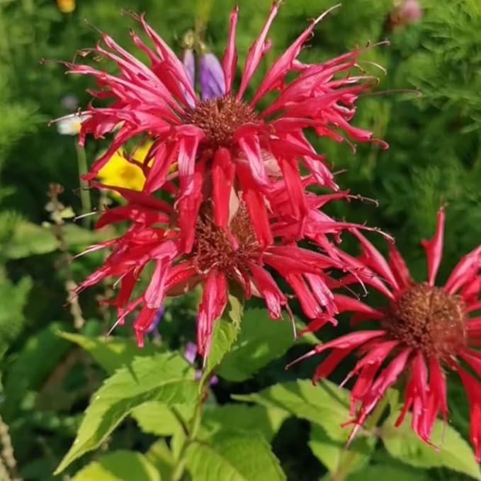 500 Bee Balm Flower Seeds – Bright Red Perennial Blooms for Pollinator-Friendly Gardens