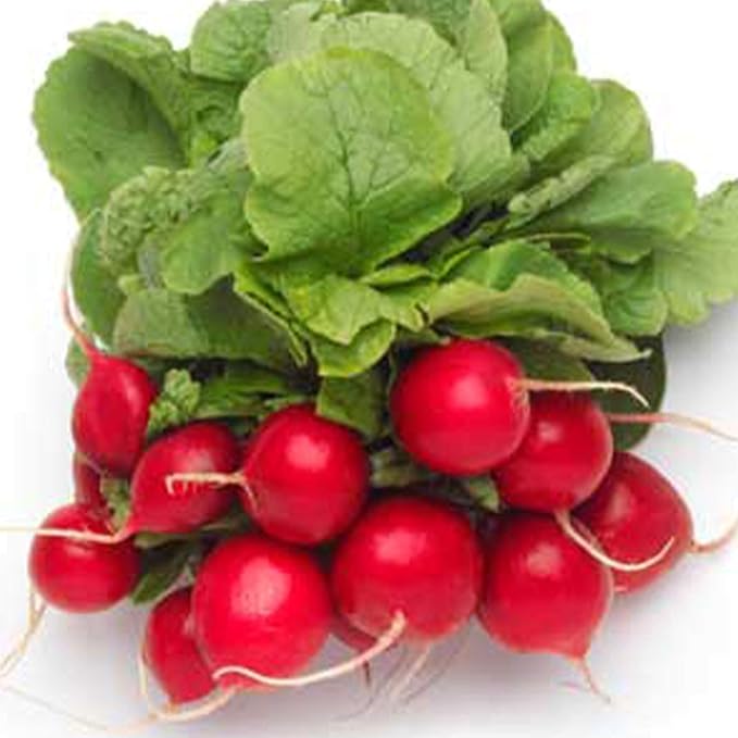 Organic Cherry Belle Radish Seeds - 1 OZ ~2,675 Seeds - Non-GMO, Open Pollinated, Heirloom, Vegetable Gardening Seed