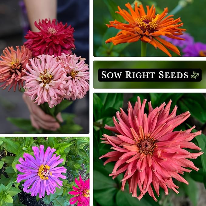 Sow Right Seeds - Zinnia Cactus Flower Seeds for Planting - Beautiful Flowers to Plant in Your Garden - Non-GMO Heirloom Seeds - Red and Pink Variety - Attract Pollinators - Beautiful Cut Flower (1)