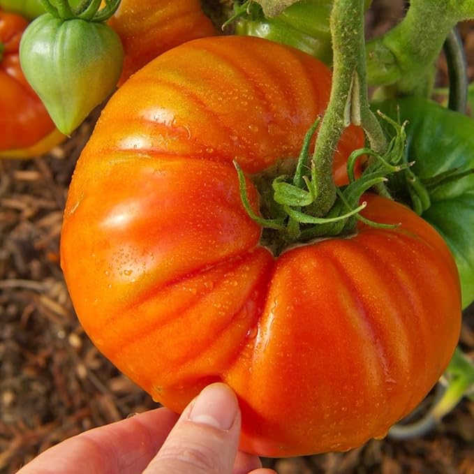 30 Red Beefsteak Tomato Seeds for Planting, Tomato Vegetable Seeds to Grow Indoor Outdoor