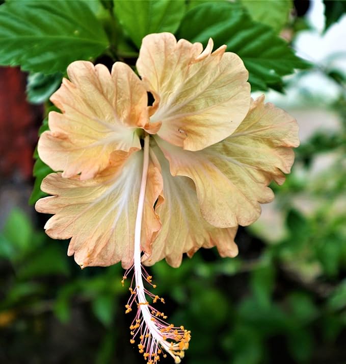 Premium Hibiscus grandiflorus Seeds for Planting – 100+ Non-GMO Heirloom Seeds for Giant Tropical Blooms – Fast-Growing, Easy to Cultivate