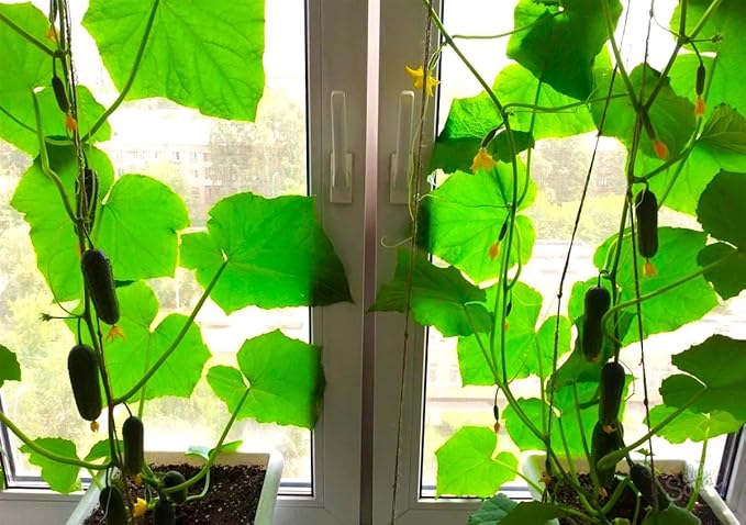 Seeds Indoor Cucumber F1 Seeds for Planting Indoors 10 Seeds Annual Plant