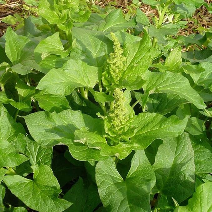 Palm Beach Medicinal Herbs - Good King Henry (Chenopodium Bonus-henricus) - Packet of 30 Seeds