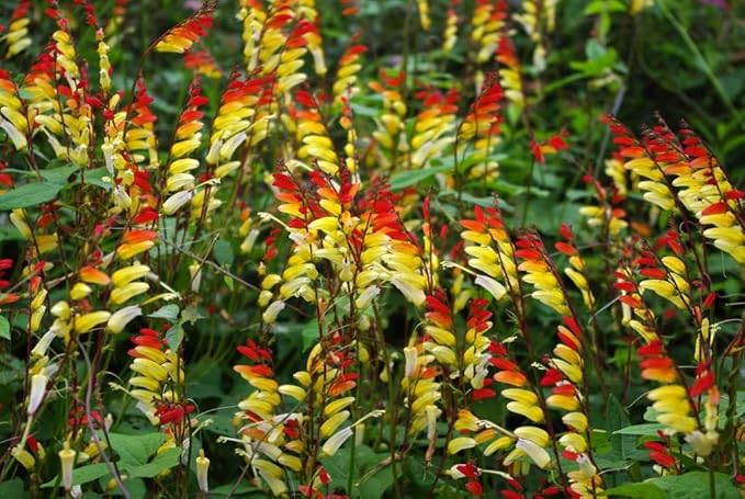 Seeds Firecracker Vine Mina Lobata Quamoclit Annual Flowers