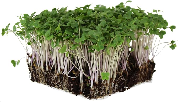 Waltham 29 Broccoli Seeds | Non-GMO Bulk Heirloom Broccoli Seeds for Sprouting, Microgreens, Vegetable Gardening, Garden Salad Garnishes, & More (4 Oz)