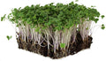 Waltham 29 Broccoli Seeds | Non-GMO Bulk Heirloom Broccoli Seeds for Sprouting, Microgreens, Vegetable Gardening, Garden Salad Garnishes, & More (1 Lb)