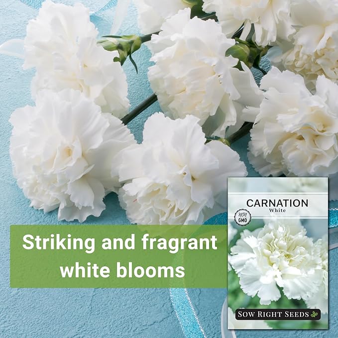 Sow Right Seeds - White Carnation Seeds for Planting - Grow Beautiful Dianthus Blooms in Your Garden - Perfect for Growing Outdoors or Using for Bouquets - Non-GMO Heirloom Vibrant Garden Flowers (1)