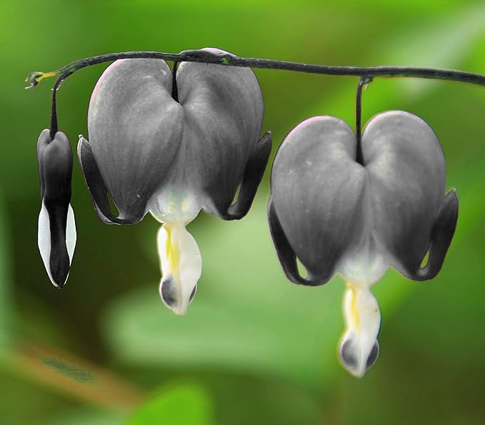 20 Pcs Bleeding Heart Seeds Dicentra Spectabilis Shade Flower Garden Spring Flowering