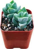 Succulents Plants Live 2inch Live Mini Succulent Plants, Easy Care House Plants Rooted in Succulent Soil Mix, by The Succulent Cult (Crassula Moonglow, 2 Inch)